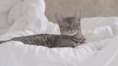Beyaz yatakta istirahat ve kamera yavaş düz renk olarak seyir Bengal kedisi