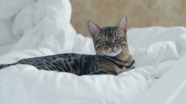 Beyaz yatakta istirahat ve kamera yavaş hareket bakarak Bengal kedisi