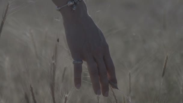 Cerca de la mano de la mujer en el campo de trigo cámara lenta 240fps ungdaded color — Vídeos de Stock