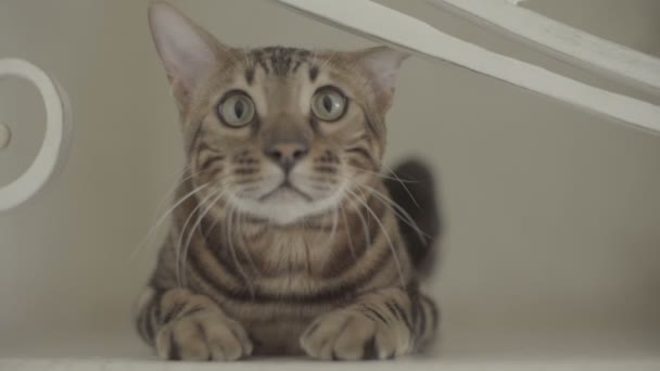 Bengal katt sitter framför kameran platt färg — Stockvideo