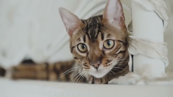 Bengalen kat rusten en op zoek direct in de camera — Stockvideo