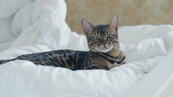 Bengalkatze ruht auf weißem Bett und blickt in Zeitlupe in die Kamera — Stockvideo