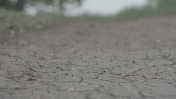 Las grietas en el fondo del bosque macro del suelo se cierran color plano sin clasificar — Vídeo de stock