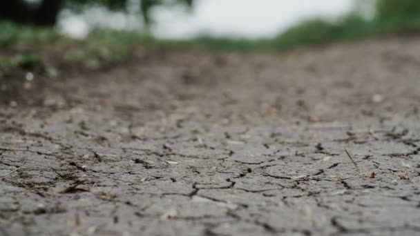 Cracks in the ground macro forest background close up — Stock Video