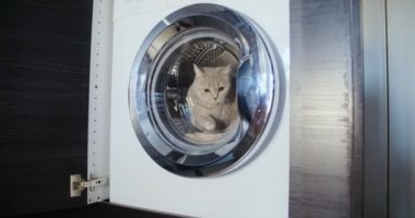 Kedi oturur ve çamaşır makinesi dışarı atlar