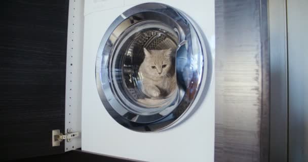 Γάτα κάθεται και άλματα έξω από το πλυντήριο ρούχων — Αρχείο Βίντεο