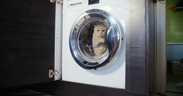 Cat escapes from the white washing machine — Stock Video