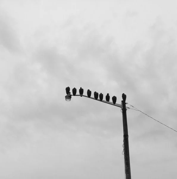 Buzzards on break — Stock Photo, Image