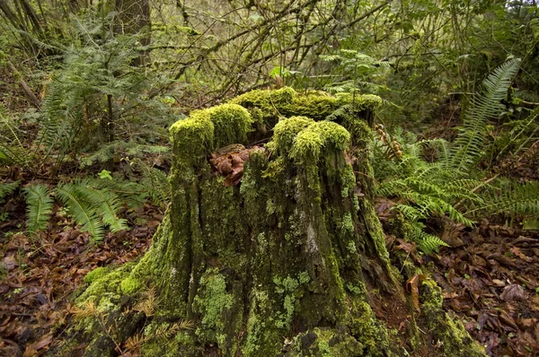 Stump in the woods — Stock Photo, Image
