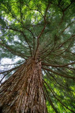 Yaşlı, büyük ve heybetli bir ağaç. Dalları aşağıdan görülebiliyor.
