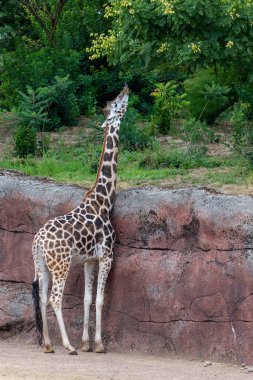 Giraffe eating leaves in full body size, grabbing after tree leafs with their tongue