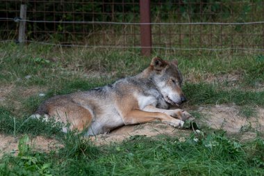 Eurasian Wolf laying on the ground, resting and asleep, still having his tongue out blepping