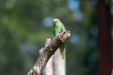Gül halkalı papağan (Psittacula krameri) tahta bir ağaç dalında oturuyor
