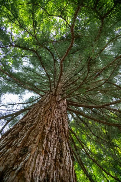 Yaşlı, büyük ve heybetli bir ağaç. Dalları aşağıdan görülebiliyor.