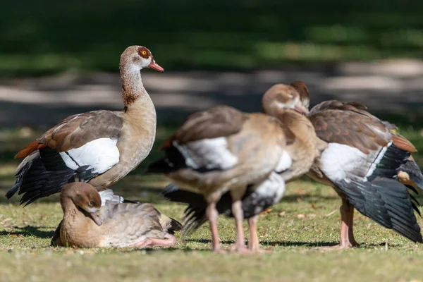 Group of Egyptian Geese with one goose being alert, the other birds resting and sleeping