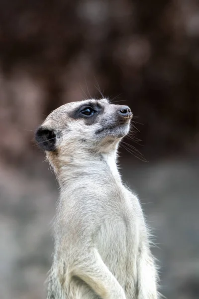 Standing Meerkat upper body with its head tilted back, looking to the sky
