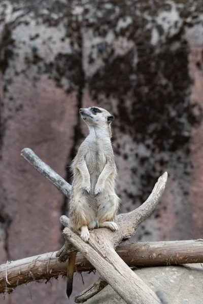 Meerkat Pie Una Rama Mirando Izquierda —  Fotos de Stock