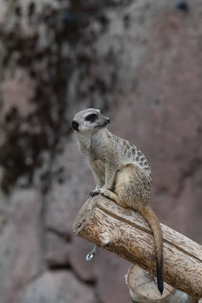 Meerkat Sitting Piece Wood Looking Right Head Tilted Backwards — Stock Photo, Image