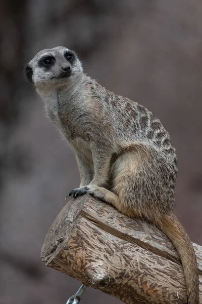 Meerkat Sentado Pedazo Madera Mirando Derecha Cabeza Hacia Adelante —  Fotos de Stock