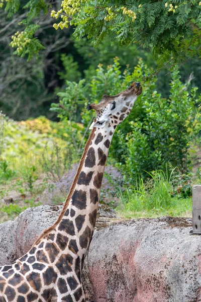 Girafa Comendo Folhas Com Língua Para Fora Agarrando Galho Árvore — Fotografia de Stock