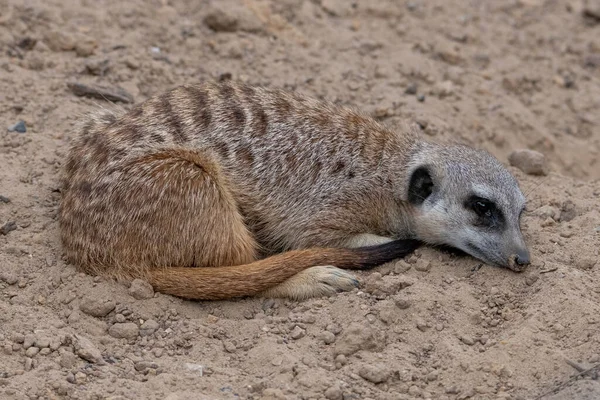 Meerkat Resting Laying Ground Eyes Open Being Awake Looking Sad — Stock Photo, Image