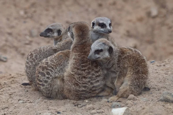 Four Meerkats Snuggling Close Together — Stock Photo, Image