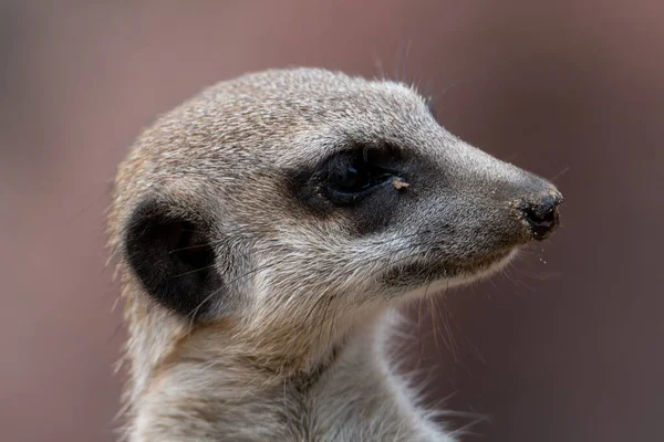 Primer Plano Meerkat Mirando Derecha Con Arena Ojo Nariz —  Fotos de Stock