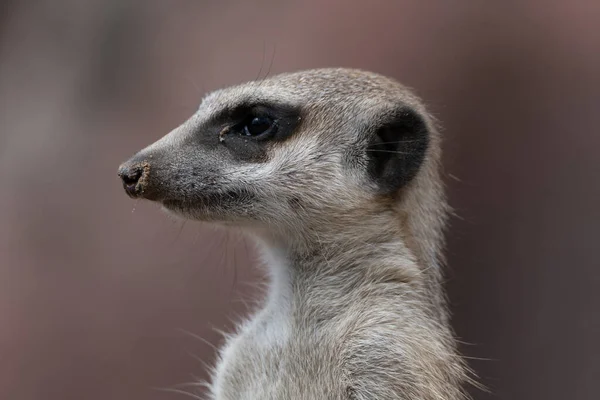 Close-up of a Meerkat (suricata) looking to the left, having sand on its nose