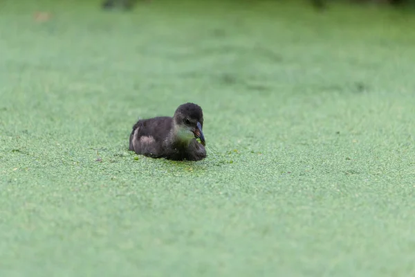 Small Duckling swimming in duckweed (common water lentil) with some of it in its beak, eating duckweed