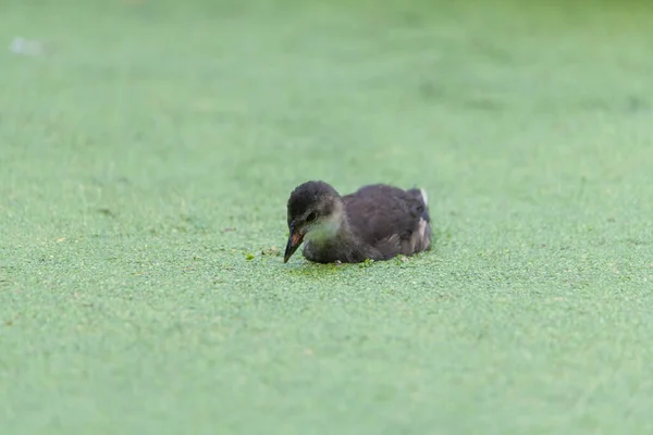 Patinho Pequeno Nadando Pato Daninha Olhando Para Baixo — Fotografia de Stock