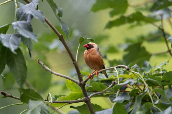 부리의 리아붉은 부리와 머리가 나뭇가지에 — 스톡 사진