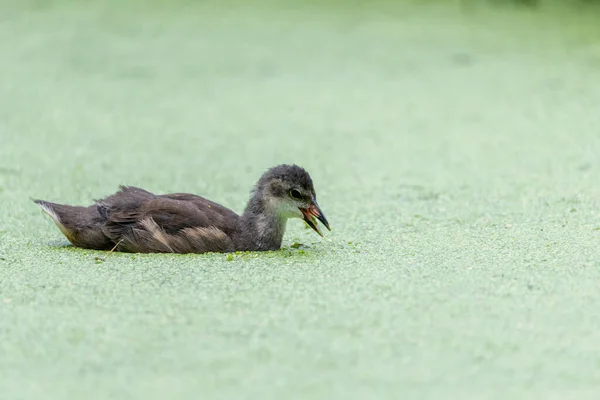 Klein Eendje Zwemmen Eendenkroos Gewone Waterlinzen Met Een Open Snavel — Stockfoto