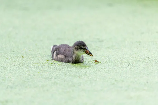 Patinho Pequeno Nadando Pato Daninha Lentilha Água Comum Comer Duckweek — Fotografia de Stock