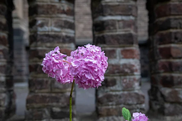 Hydrangea Hortensia (Hydrangea makrophylla) ve bazı taş sütunlar ve şehir manzarasında bir duvar