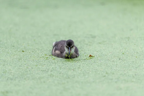 Patinho Pequeno Nadando Pato Daninha Lentilha Água Comum Comer Duckweek — Fotografia de Stock