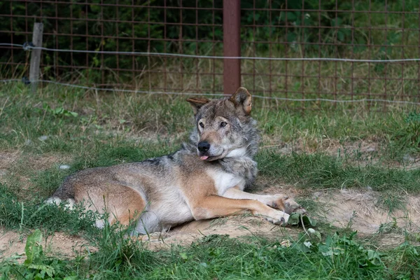 Eurasian Wolf laying on the ground, resting, having his tongue out in a movement called \'blep\'