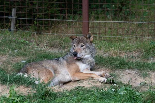 Eurasian Wolf laying on the ground, resting, having his tongue out in a movement called 'blep'