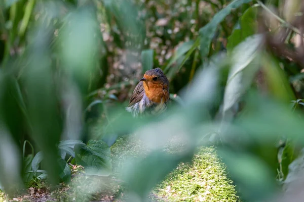 Robin Rojo Europeo Sentado Una Piedra Arbusto Detrás Algunas Hojas —  Fotos de Stock