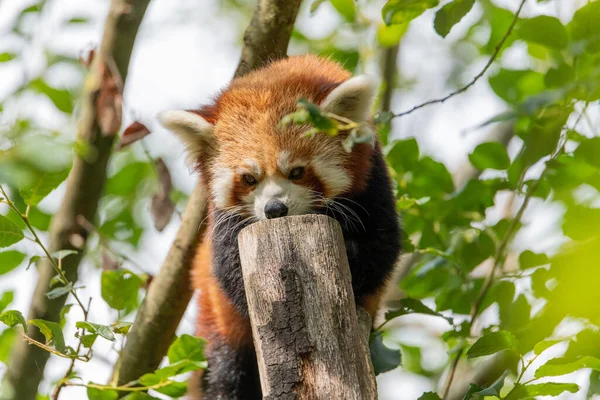 Czerwona Panda Ailurus Fulgens Stojąca Małym Pniu Drzewa Liśćmi Otaczającego — Zdjęcie stockowe