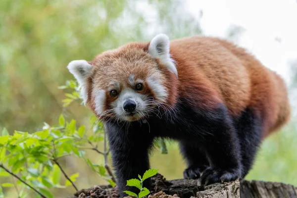 Red Panda Ailurus Fulgens Log Trunk Tree Looking Straight Ahead — Foto de Stock