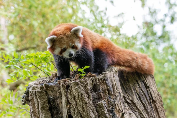 Red Panda (ailurus fulgens) on a log or trunk of a tree looking at a small plant growing on that tree trunk, red panda seemingly standing in excrements