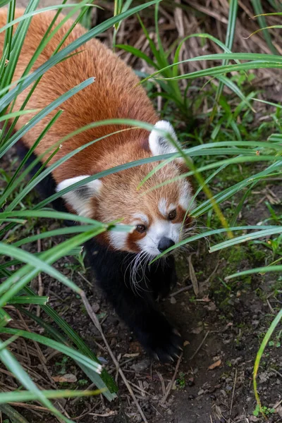 Red Panda (ailurus fulgens) seen from above, wlaking on the ground in tall grass