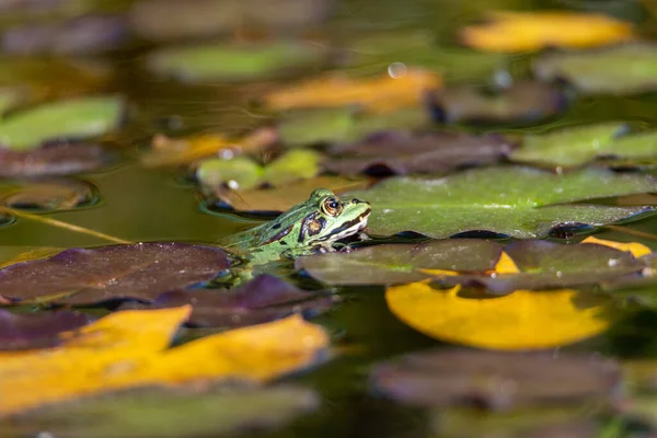 Frog sticking its head out of the water, sitting in the water, amongst water lillys and sea roses