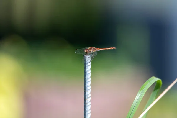 Sarı kanatlı yusufçuk sineği (Sympetrum flaveolum) küçük metal bir direğin üzerinde oturuyor