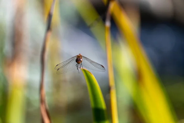 Sarı kanatlı yusufçuk sineği (Sympetrum flaveolum) bir yaprağın üzerinde oturuyor