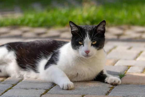 Siyah-beyaz Tekir Kedi taş zeminde dinleniyor ve yarı açık gözlerle kameraya bakıyor.