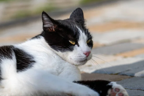 Siyah-beyaz Tekir Kedi Güneşin altında taş bir zeminde oturuyor