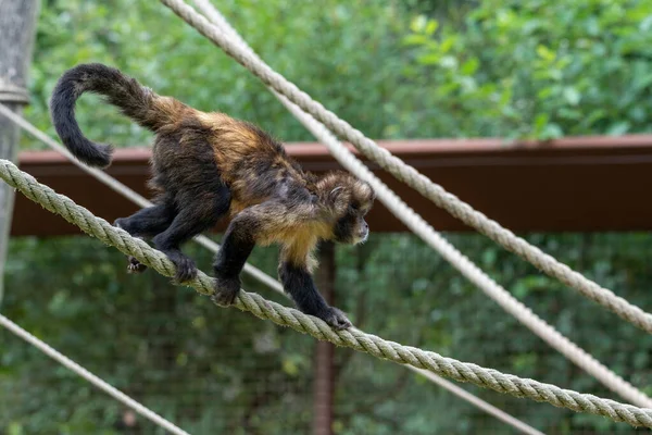 Siyah Capuchin Maymunu halatlardan iniyor.