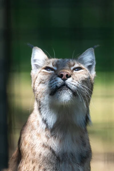 Lynx looking upwards with sun and shade in his face, shadows and shade covering nose and half of the face