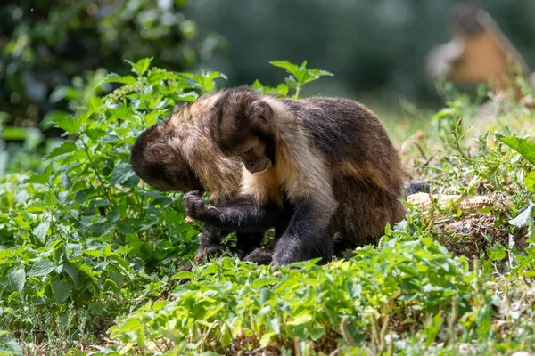 Two Black Capuchin Monkey, searching the ground, holding one hand up